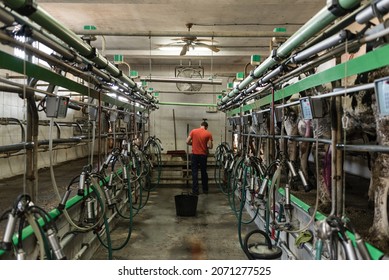 Farmer working with cattle in the milking parlor. Cow milking facility and mechanized milking equipment. Dairy farm livestock industry.