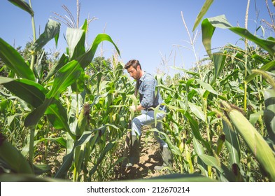 Farmer Working In The Corn Field