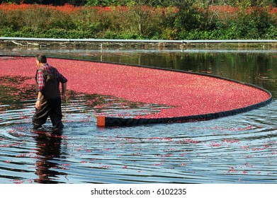 farmer working in cranberry bog