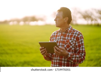 Bauern, die bei Sonnenuntergang mit digitalen Tablets arbeiten. Weizenfeld überprüfen. Konzept der Landwirtschaft.