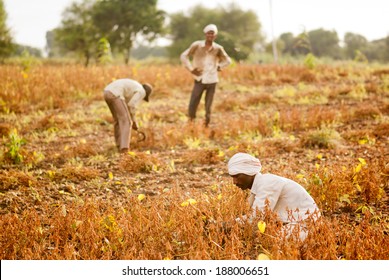 Farmer Working In The Farm Rural Village Salunkwadi, Beed, Maharashtra, India