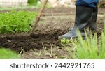 farmer working field, agriculture soil tilling, cultivating garden farm, rural farming activity, hoeing earth outdoors, vegetable garden care, agronomy cultivation techniques, sustainable farming