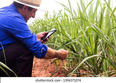 Farmer Working In The Field Of Sugarcane In Brazil. Using Smartphone For Smart Farming. Concept Of Economy.