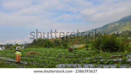 farmer working in the field in Wonosobo, Central Java, Indonesia