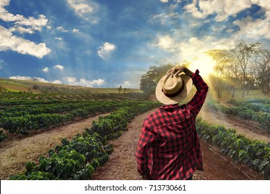 Farmer Working On Coffee Field At Sunset Outdoor 