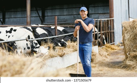 Farmer Is Working On Farm With Dairy Cows