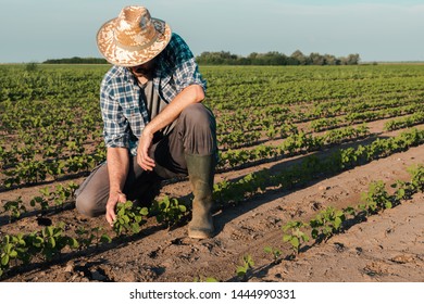 Farmer Working On Soybean Plantation, Examining Crops Development In Early Growth Stages, Responsible Organic Farming Of Soya Bean Plants.