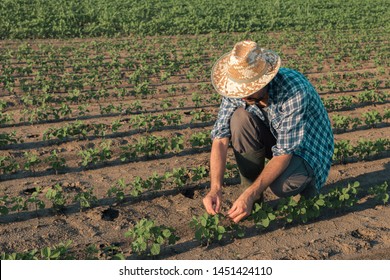 Farmer Working On Soybean Plantation, Examining Crops Development In Early Growth Stages, Responsible Organic Farming Of Soya Bean Plants.