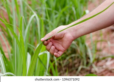 Farmer Working On The Sugar Cane Plantation In Brazil. Agriculture. Concept Of Economy.