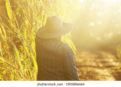 Farmer Working On Sugar Cane Field At Sunset