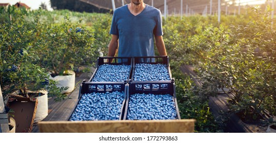 Farmer working and picking blueberries on a organic farm - modern business concept. - Powered by Shutterstock