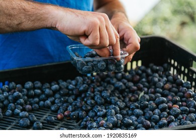 Farmer working and picking blueberries on a organic farm - modern business concept. - Powered by Shutterstock