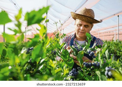 Farmer working and picking blueberries on a organic farm - Powered by Shutterstock