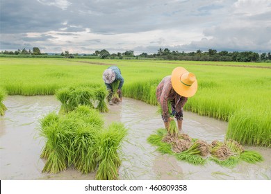 Farmer Working Plant Rice In Farm Of Thailand Southeast Asia