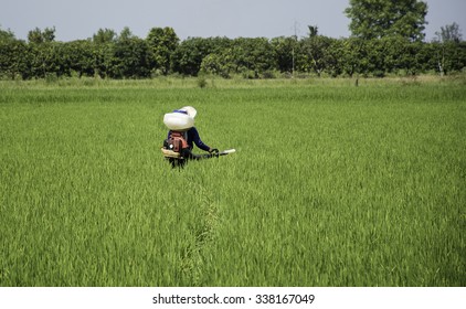 the farmer working in rice paddy field,thailand - Shutterstock ID 338167049