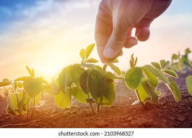 Farmer working in soybean field in morning, hand holding leaf of cultivated plant