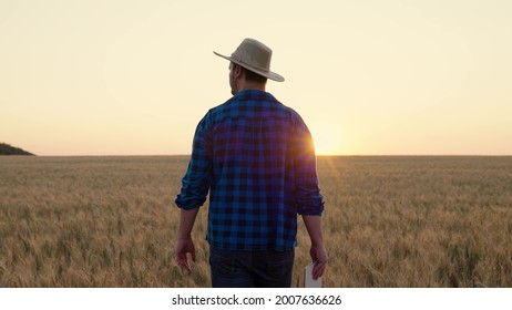 A farmer works with a computer tablet in a wheat field at sunset. Businessman with digital tablet examines the wheat harvest in the wheat field. Senior farmer analyzes the grain harvest. Agricultural