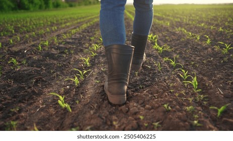 farmer works in a field with corn. agriculture business farm concept. Farmer feet surrounded by corn sprouts. field worker in rubber boots and jeans, legs close-up sunset on lifestyle the background - Powered by Shutterstock