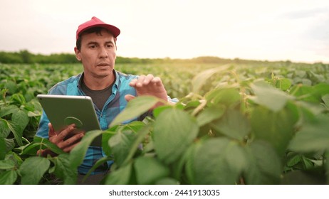 the farmer works in the field with soybean. farmer work in tablet soybean plantation field beans concept. business agriculture. soy bean growing vegetables plant. bio agriculture farm light - Powered by Shutterstock