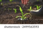 The farmer works in the irrigation corn passionate about agriculture. agriculture a business concept. hand sprout is watering on the corn. hand farmer farm watering green corn sprout irrigation