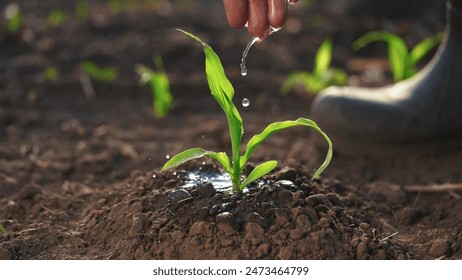 The farmer works in the irrigation corn passionate about agriculture. agriculture a business concept. hand sprout is watering on the corn. hand farm farmer watering green corn sprout irrigation - Powered by Shutterstock