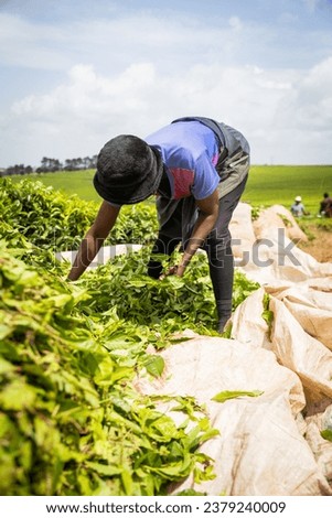 A farmer works on a tea plantation in Cameroon, tea production in Africa.