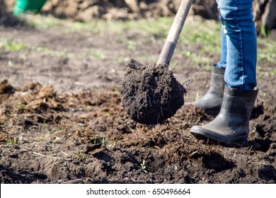 The Farmer Works With A Shovel. Digging The Earth