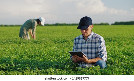 A farmer works with a tablet in a chickpea field, a woman works in the background, soft focus. 