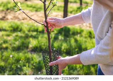 Farmer is wrapping protective net at fruit sapling in orchard. Gardening and agricultural activity at spring. Plum tree in organic farm