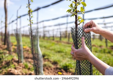Farmer is wrapping protective plastic net at fruit sapling in orchard. Gardening and agricultural activity in spring. Apple tree in organic farm