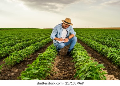 Farmer  writing notes  while spending time  in his growing  soybean  field.