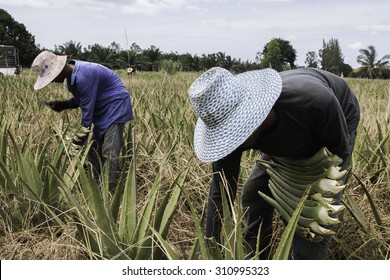 Farmers in acres of aloe with cultivation of aloe vera in Thailand.