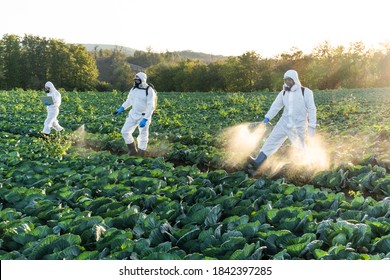 Farmers and Agronomist spraying pesticide on field with Harvest.