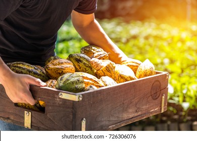 Farmers Carry Cocoa Beans For Sale.