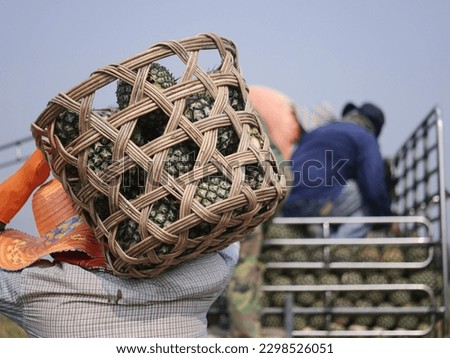 Similar – Image, Stock Photo Cut Pineapple Head on a Cork Background