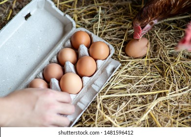 Farmers collect fresh eggs from the farm in the morning. - Powered by Shutterstock