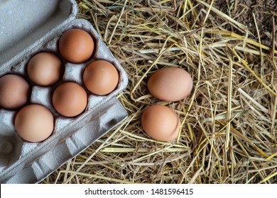 Farmers collect fresh eggs from the farm in the morning.