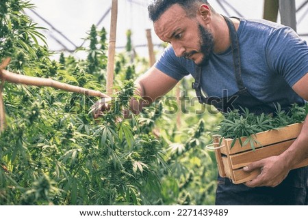 Farmers collecting cannabis In his commercial, cannabis sativa is grown industrially for the production of cannabis for derived products such as CBD oil.