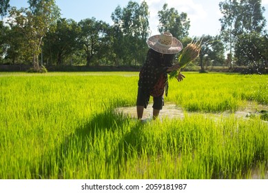 Farmers Are Collecting Saplings Of Jasmine Rice Before Planting It, The Finest Rice Exported Around The World, An Important Commodity In Thailand's Exports.