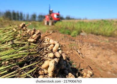 Farmers drive agricultural machinery to harvest peanuts in the fields, North China - Shutterstock ID 2179006763