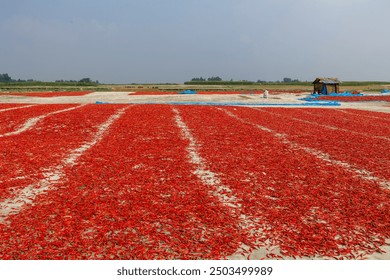 Farmers are drying ripe red chillies in the sun. - Powered by Shutterstock