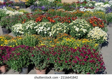 Farmer's Fair of gardening in the open air. Street trade. Variety of chrysanthemums in flower pots. Bushes of different varieties of beautiful ornamental flowers. Floriculture. Selective focus.