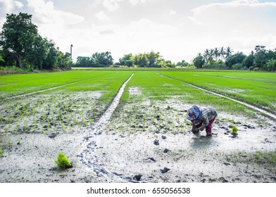 Farmers Are Farming,Thailand