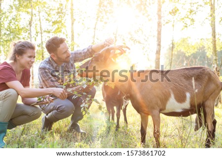 Farmers feeding goat in field with yellow lens flare 