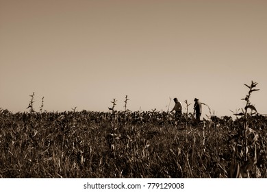 Farmers in the fields