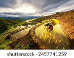 Farmers grow rice in the rainy season. Farmers farming on rice terraces. Ban Pa Bong Piang in Thailand.