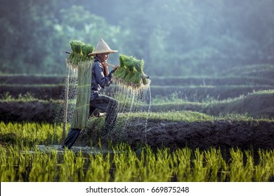 Farmers grow rice in the rainy season. They were soaked with water and mud to be prepared for planting.
