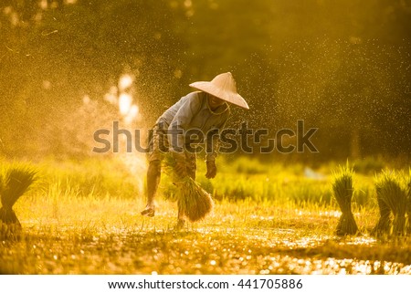 Farmers grow rice in the rainy season. They were soaked with water and mud to be prepared for planting. Focus on the man and de focus on the water in front of him for beautiful Bokeh.