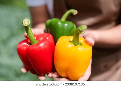 Farmers grow young seedlings bell pepper. - Powered by Shutterstock