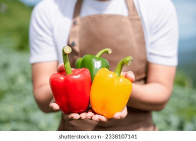 Farmers grow young seedlings bell pepper. - Powered by Shutterstock